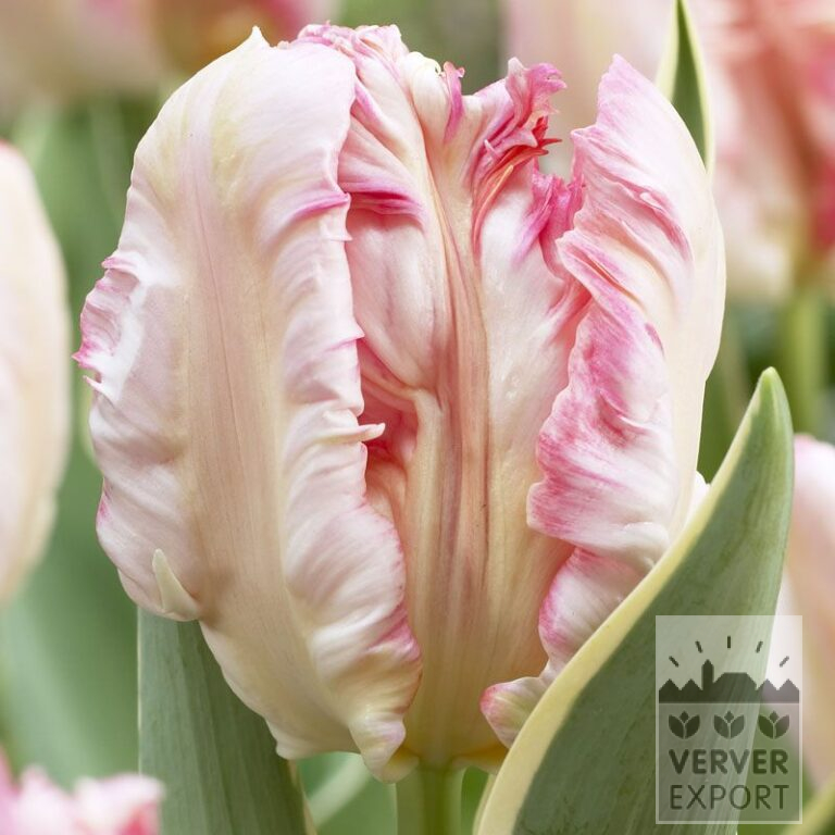 Tulips 'Silver Parrot' (12320)