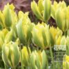 Tulips 'Formosa' (12321)