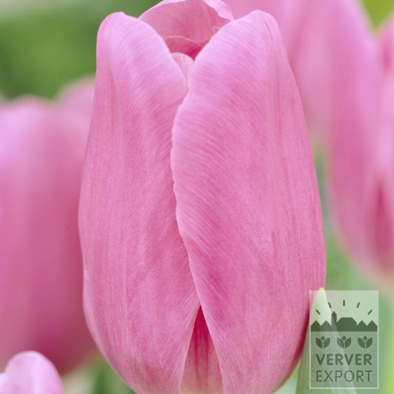 Tulips 'Mistress' (12330)