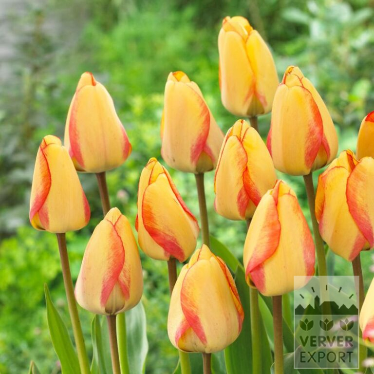 Tulips 'Beauty of Spring' (12352)