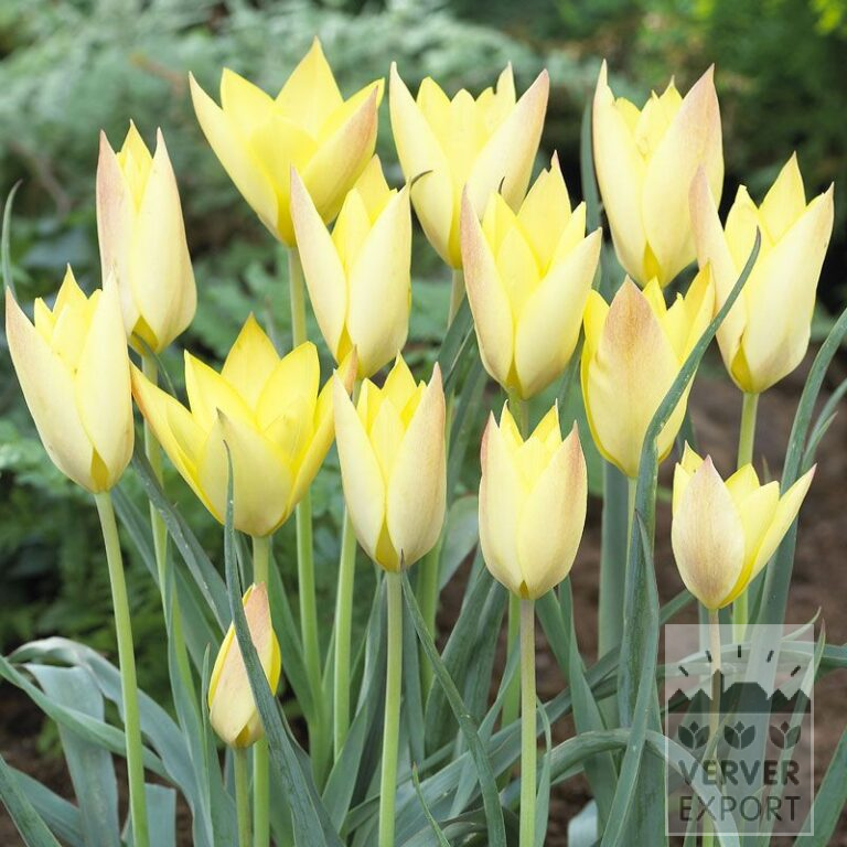Tulips 'Honky Tonk' (12357)