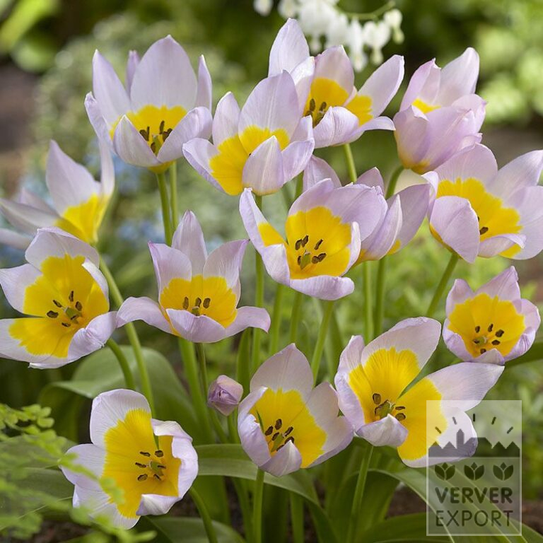 Tulips saxatilis (12358)