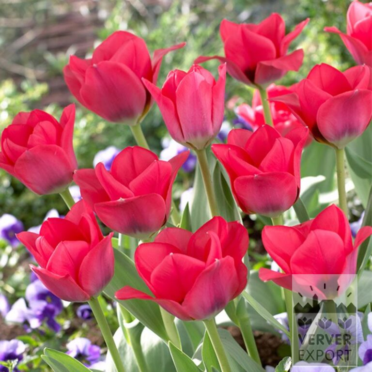 Tulips 'Portland' (12362)