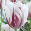 Tulips 'Carnaval de Rio' (12375)