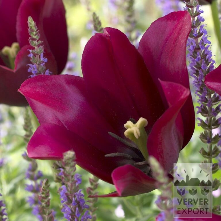 Tulips 'Merlot' (12383)