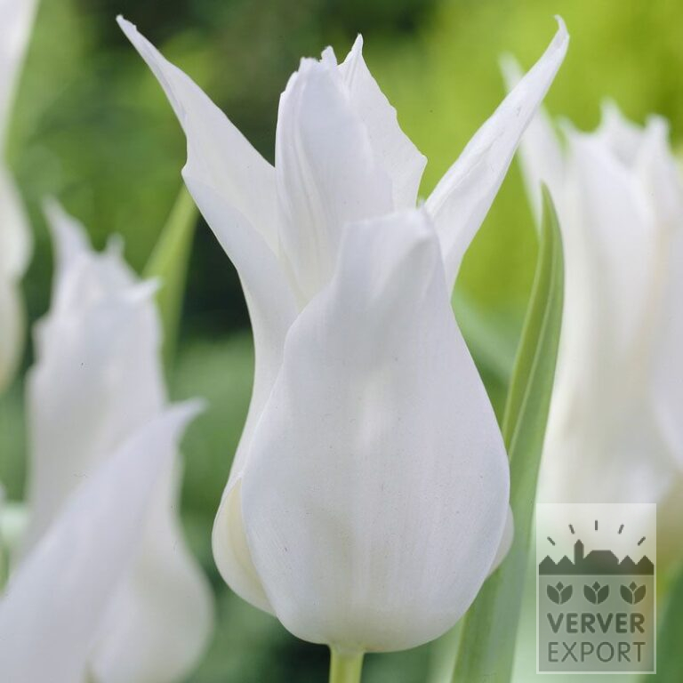 Tulips 'Très Chic' (12384)