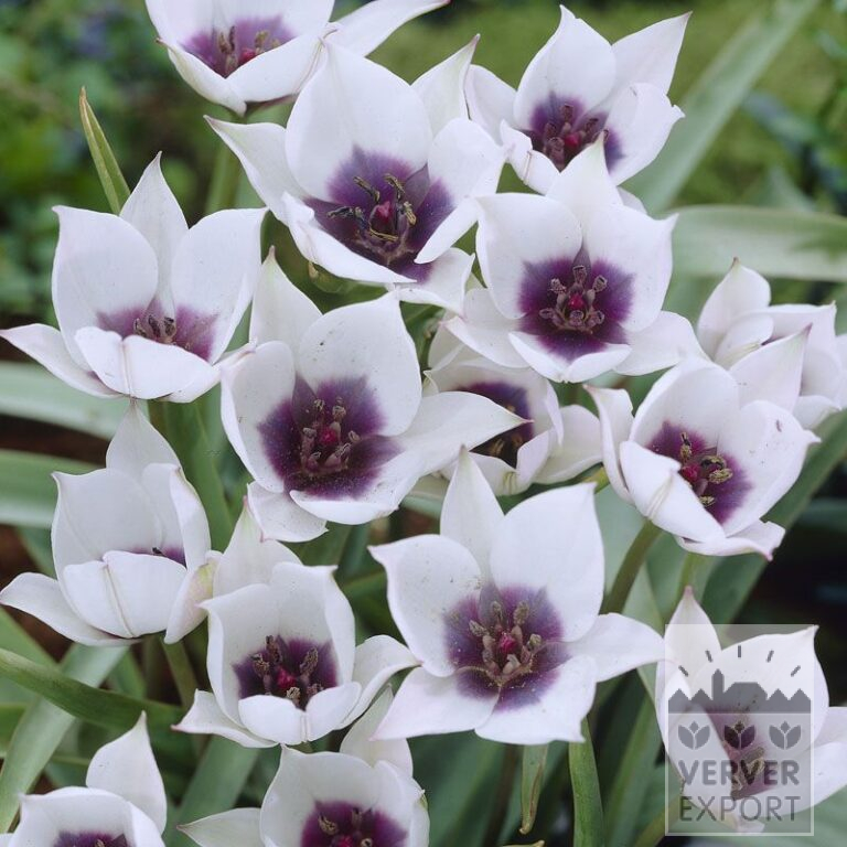 Tulips humilis alba coerulea oculata (12389)