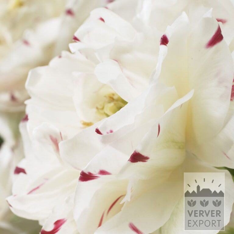 Tulips 'Dance Line' (12392)