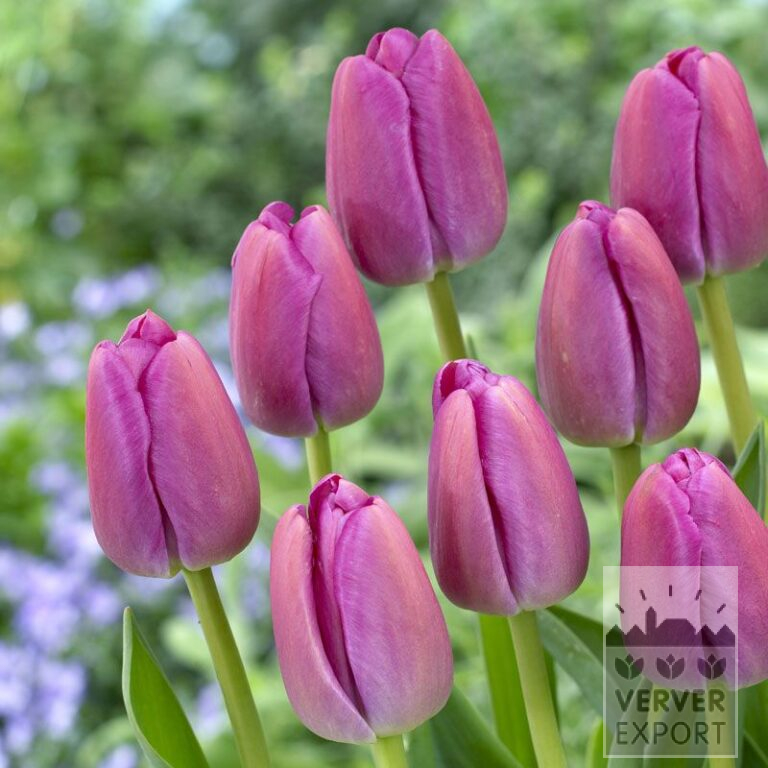 Tulips 'Purple Pride' (12395)