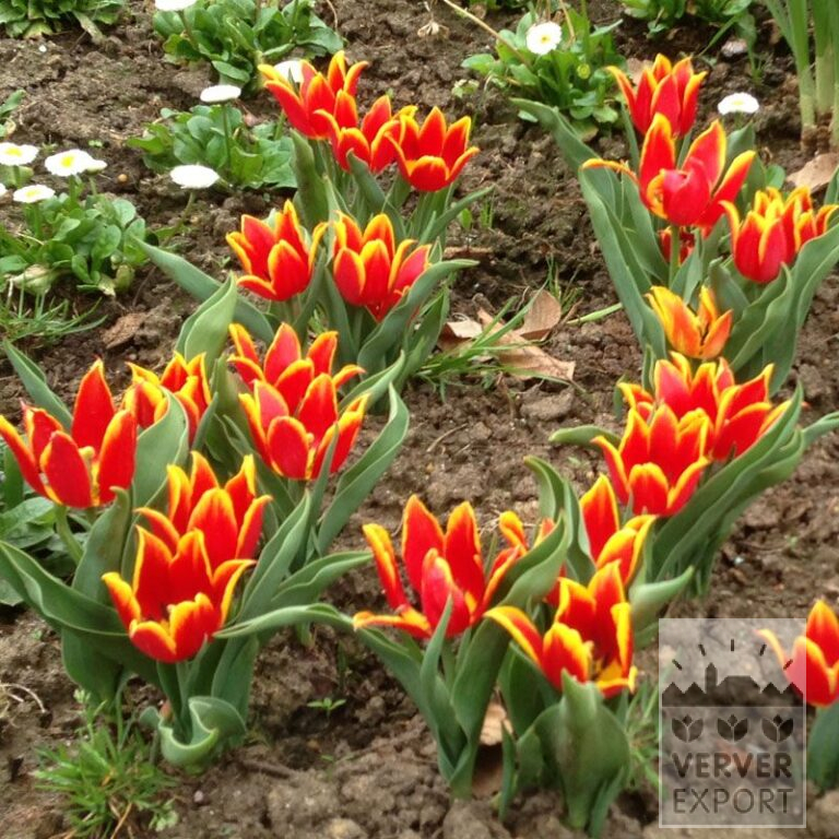 Tulips Hist. 'Duc van Tol Red and Yellow' (12403)