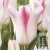 Tulips 'Holland Chic' (12500)