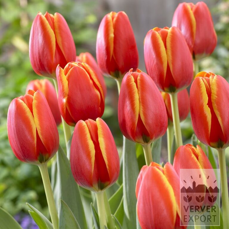 Tulips 'World's Favourite' (12502)