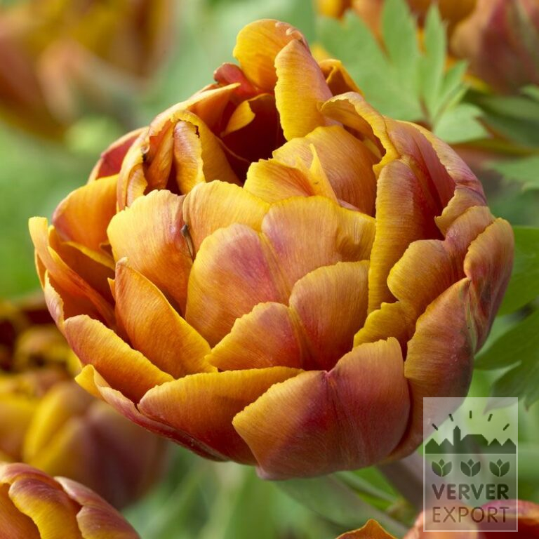 Tulips 'Brasil' (12507)