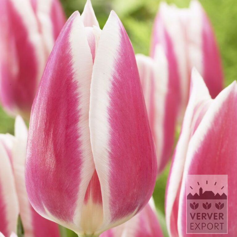 Tulips 'Early Surprise' (12518)