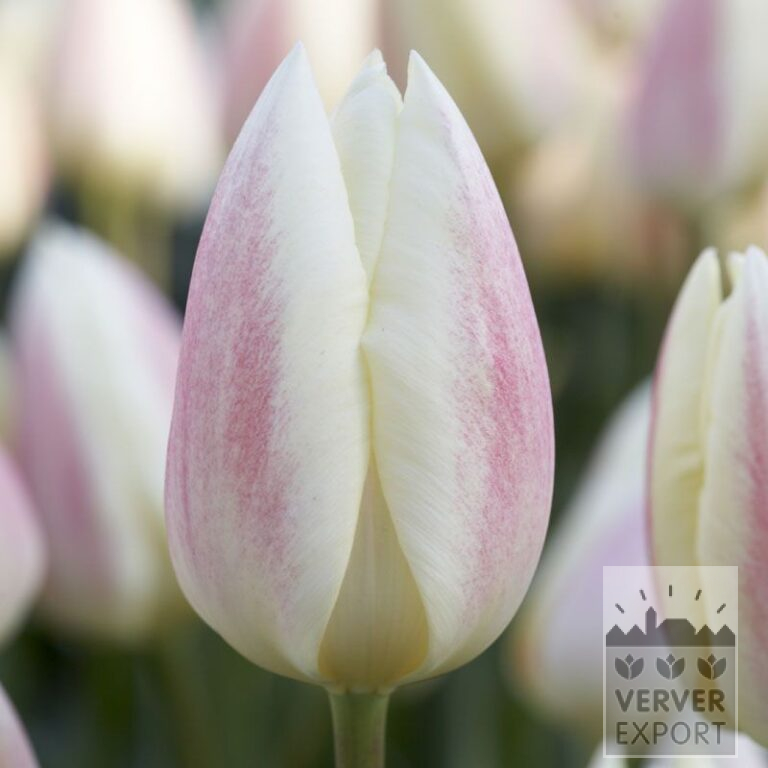 Tulips 'Silk Surprise' (12519)