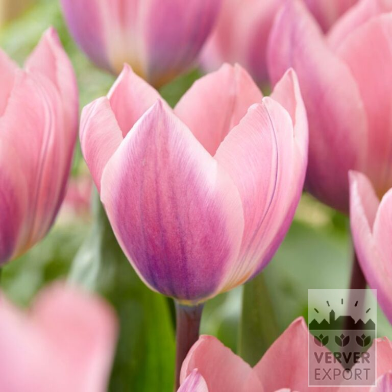 Tulips 'Light and Dreamy' (12533)