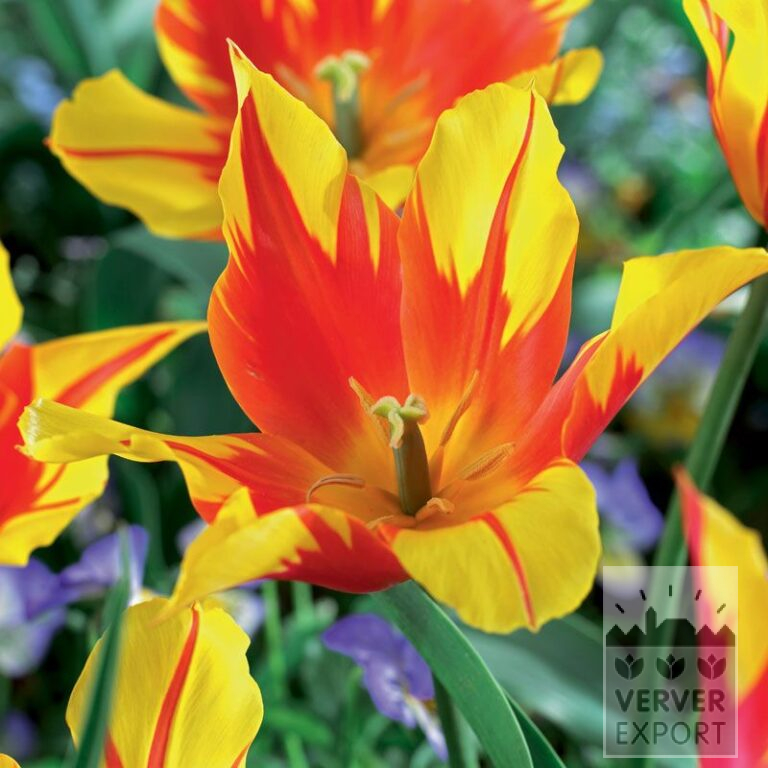 Tulips 'Firework' (12534)