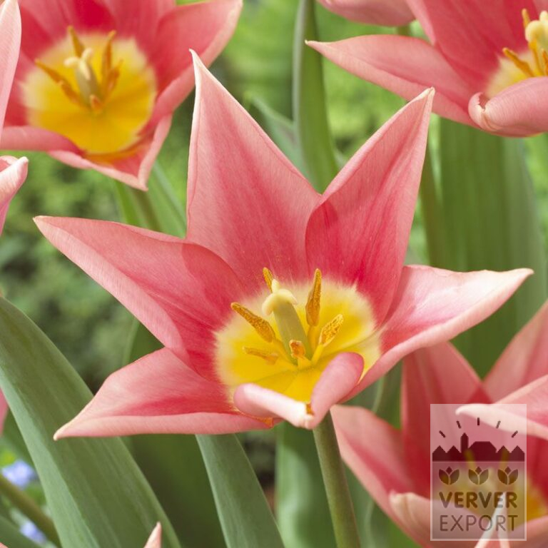 Tulips 'Neper' (12539)