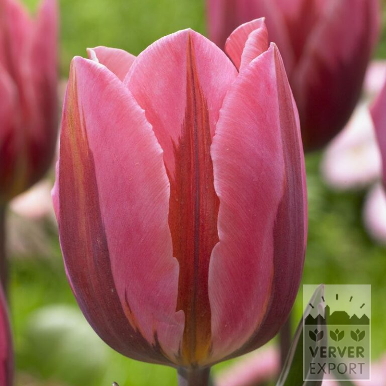 Tulips 'Pretty Princess' (12540)