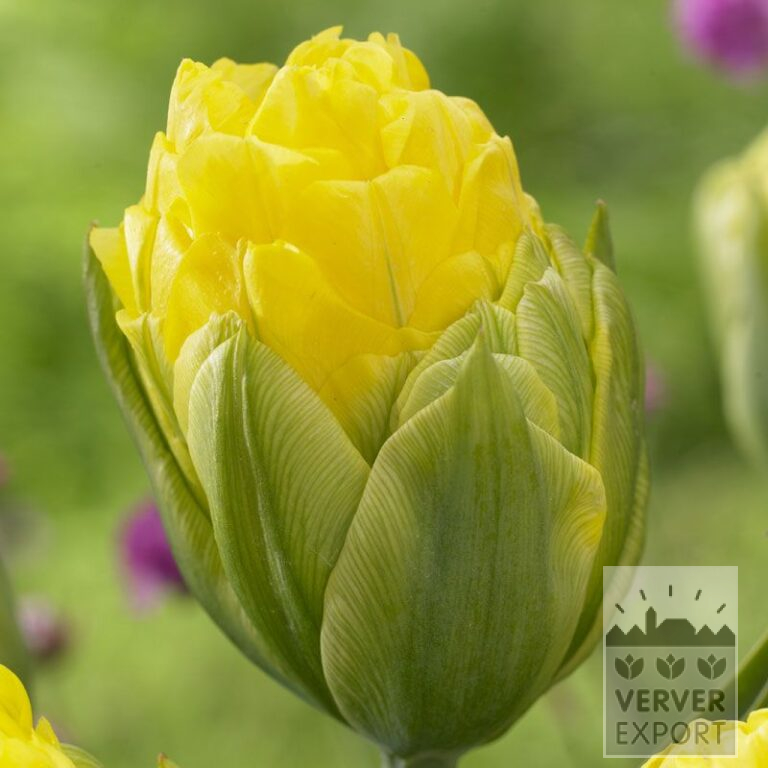 Tulips 'Pop Up Yellow' (12545)