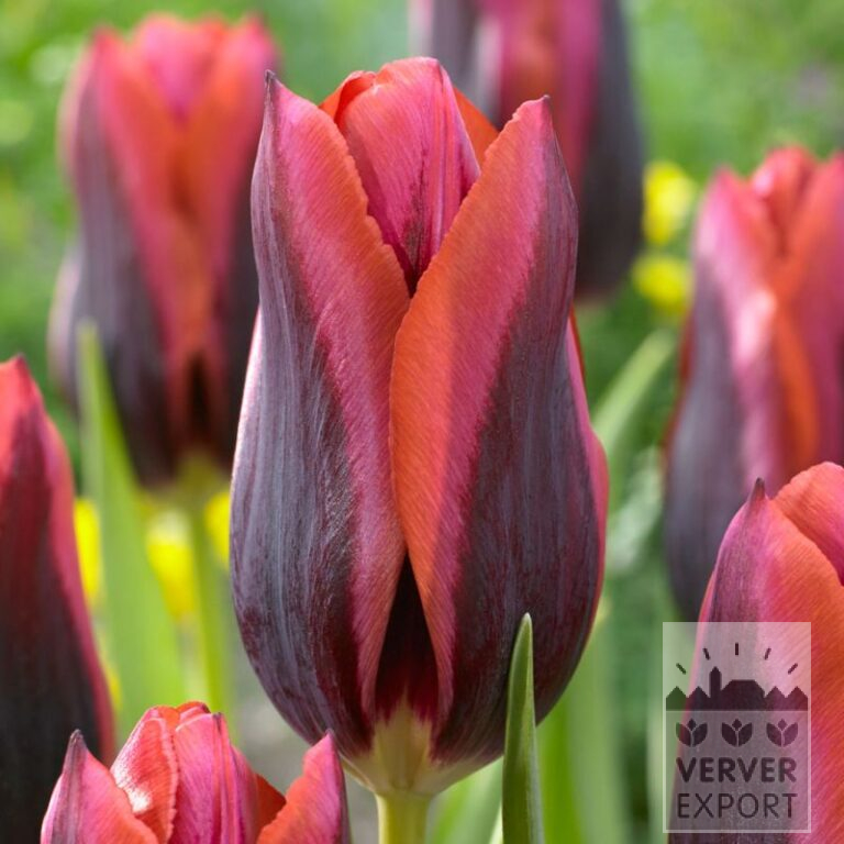 Tulips 'Slawa' (12553)