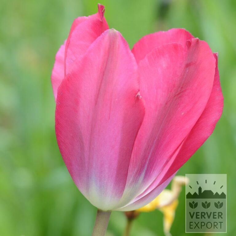 Tulips 'Wind Sensation' (12559)