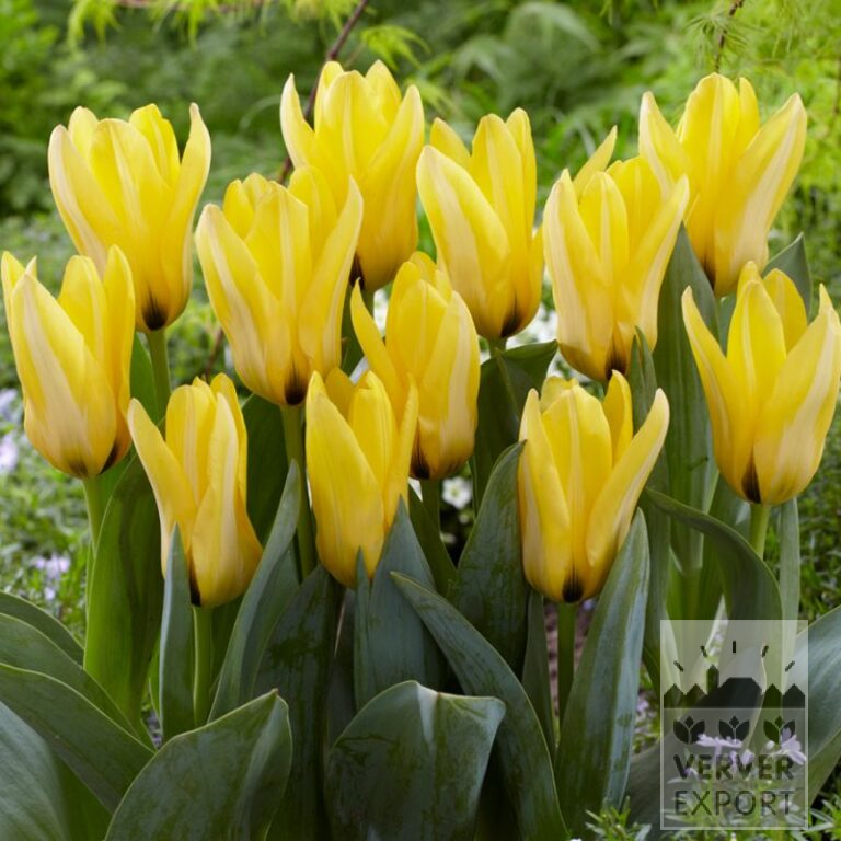 Tulips 'Partitura' (12584)