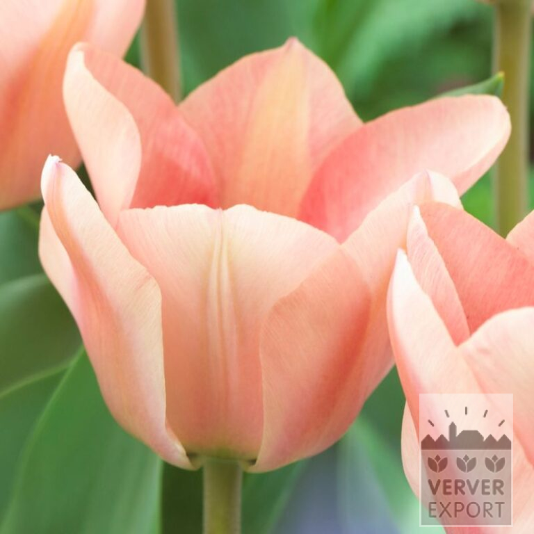 Tulips 'Apricona' (12586)