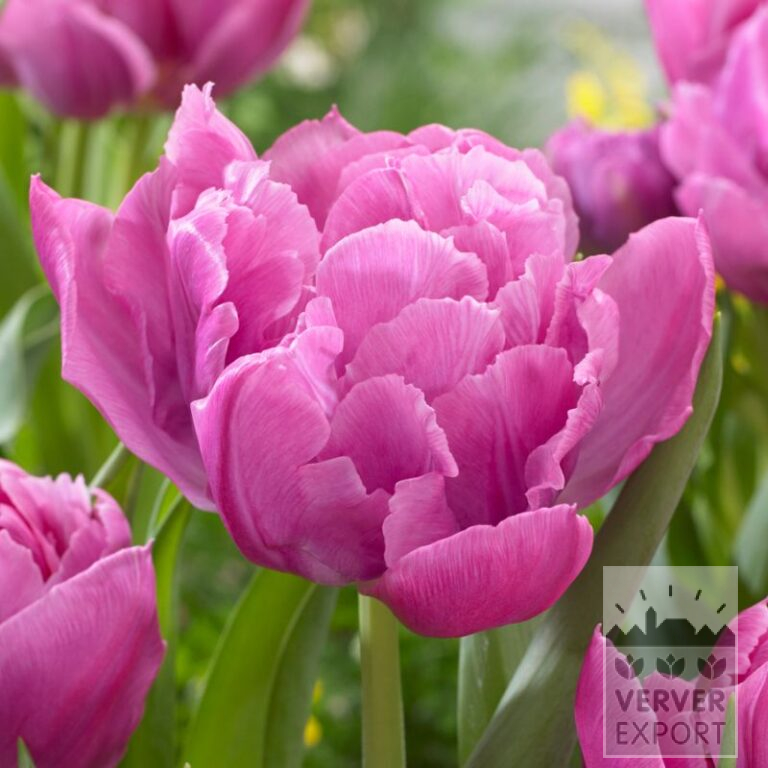 Tulips 'Double Price' (12588)