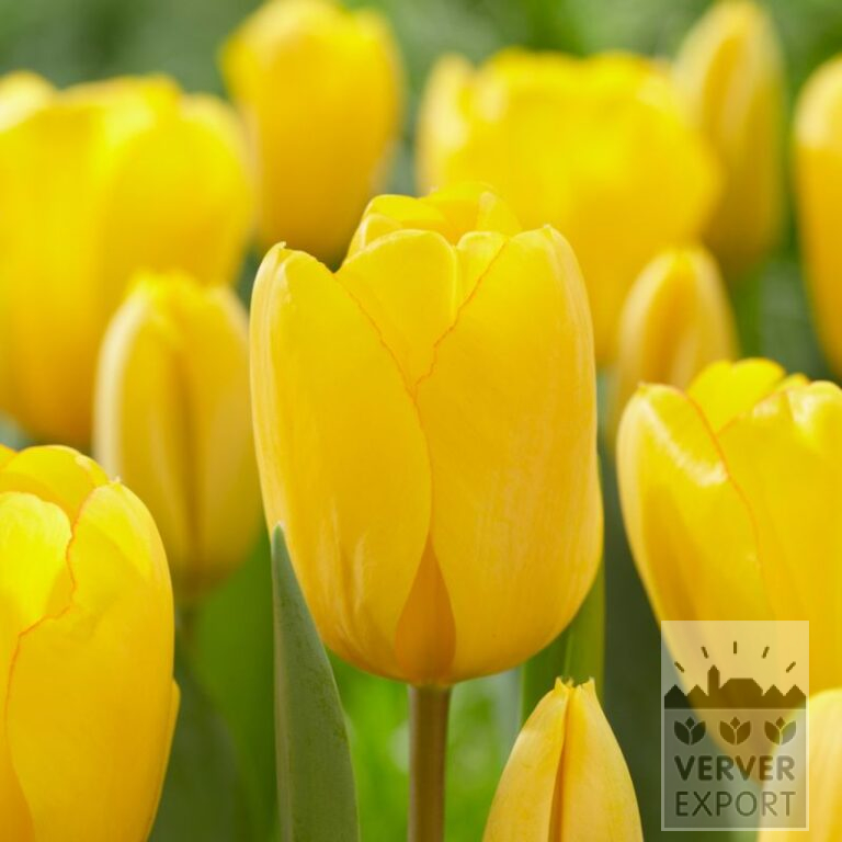 Tulips 'Golden Oxford' (12597)