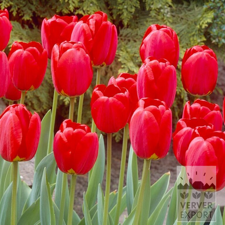 Tulips 'Oxford' (12599)