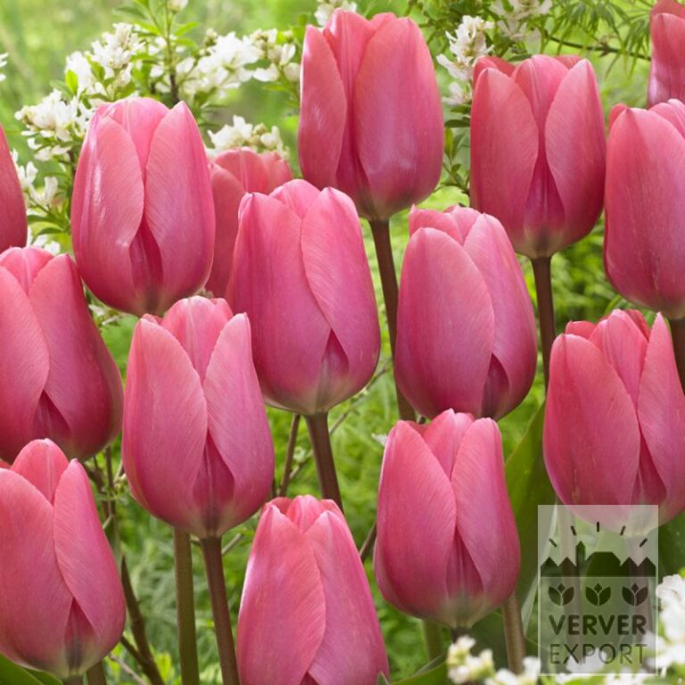 Organic bulbs bio Tulipa 'Big Love' (12621)