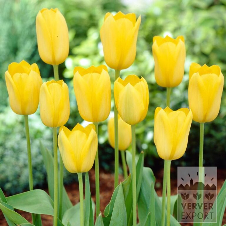 Organic bulbs bio Tulipa 'Muscadet' (12623)