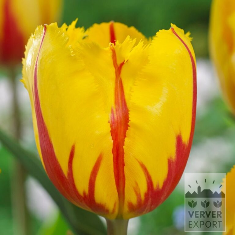 Tulips 'Flamenco' (12706)
