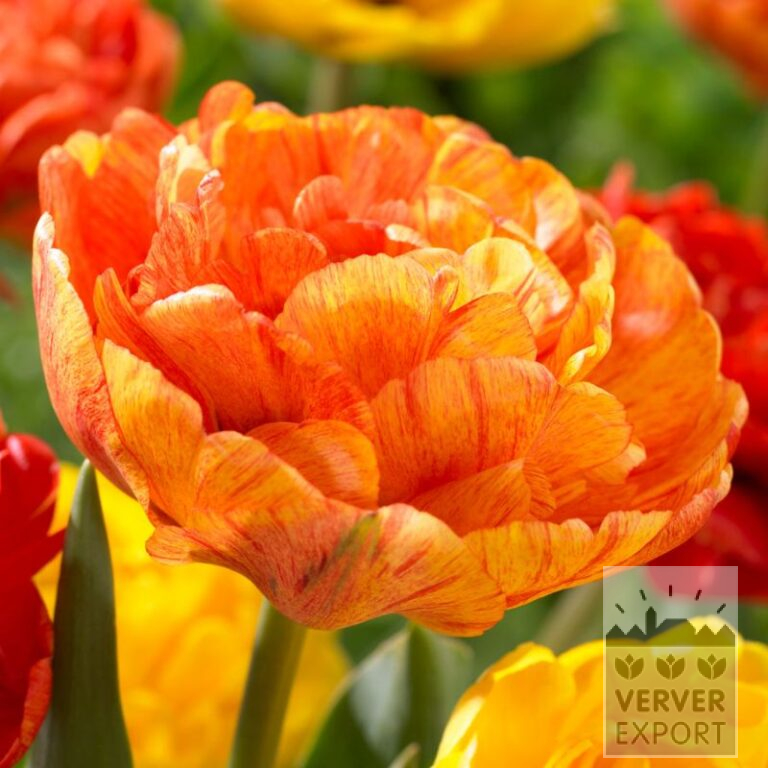 Tulips 'Double Beauty of Apeldoorn' (12708)