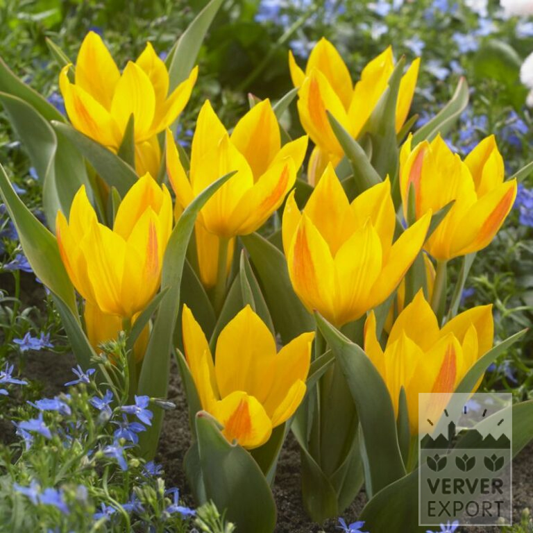 Tulips heweri (12713)