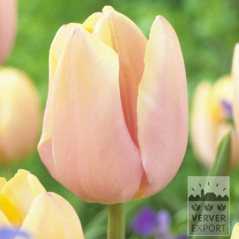 Tulips 'Mango Charm' (12714)