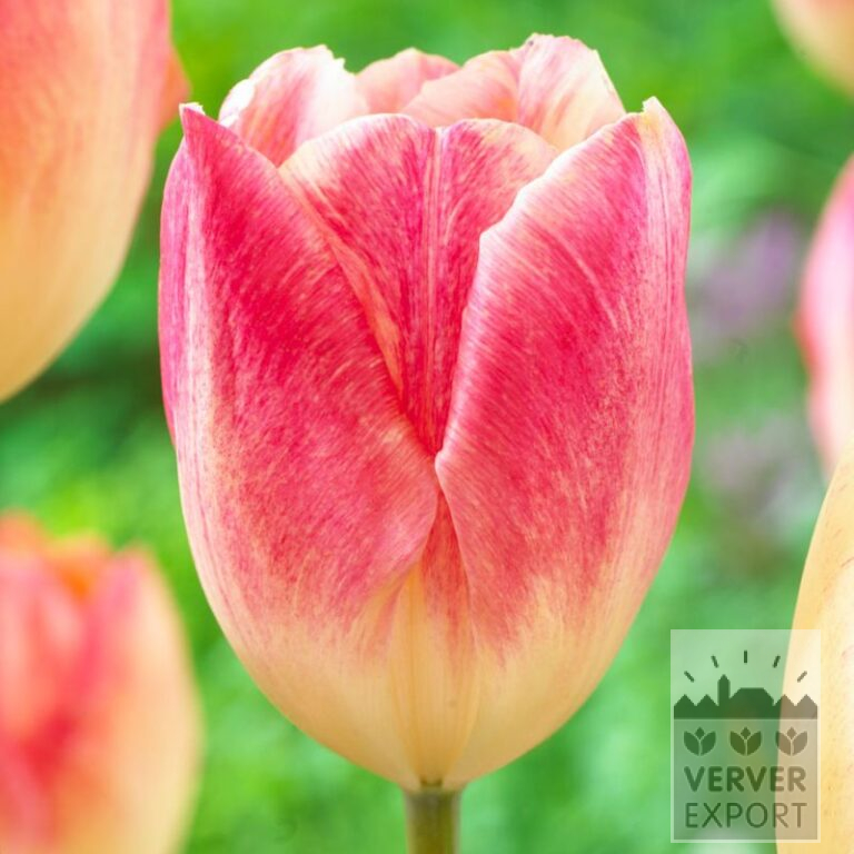 Tulips 'Balance of Colors' (12716)