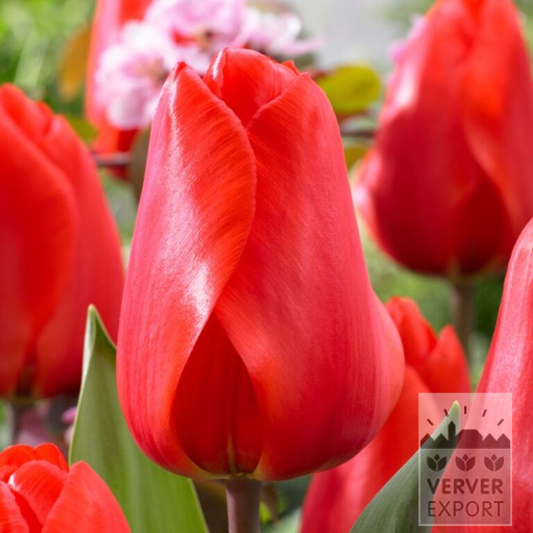 Tulips 'Lalibela' (12719)