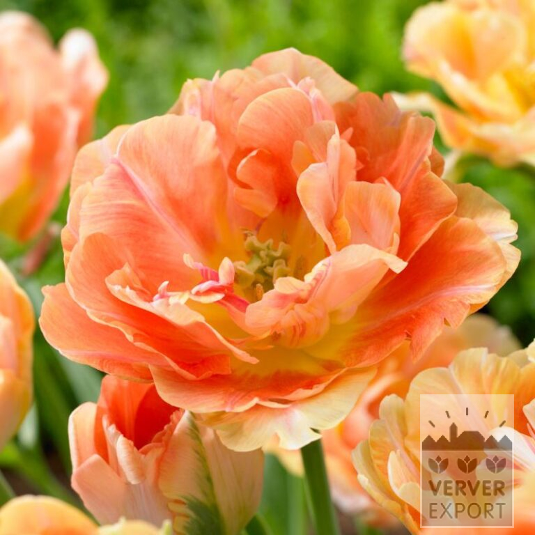 Tulips 'Charming Beauty' (12724)