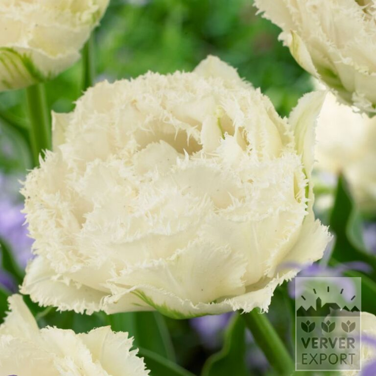 Tulips 'Snow Crystal' (12725)