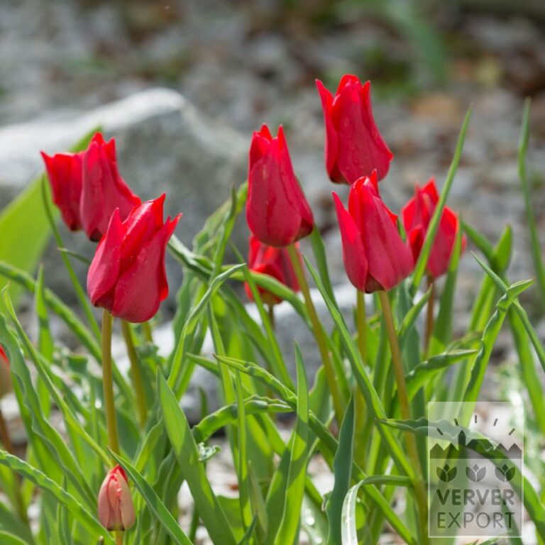 Tulips stapfii (12728)