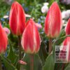 Tulips 'St. George' (12730)