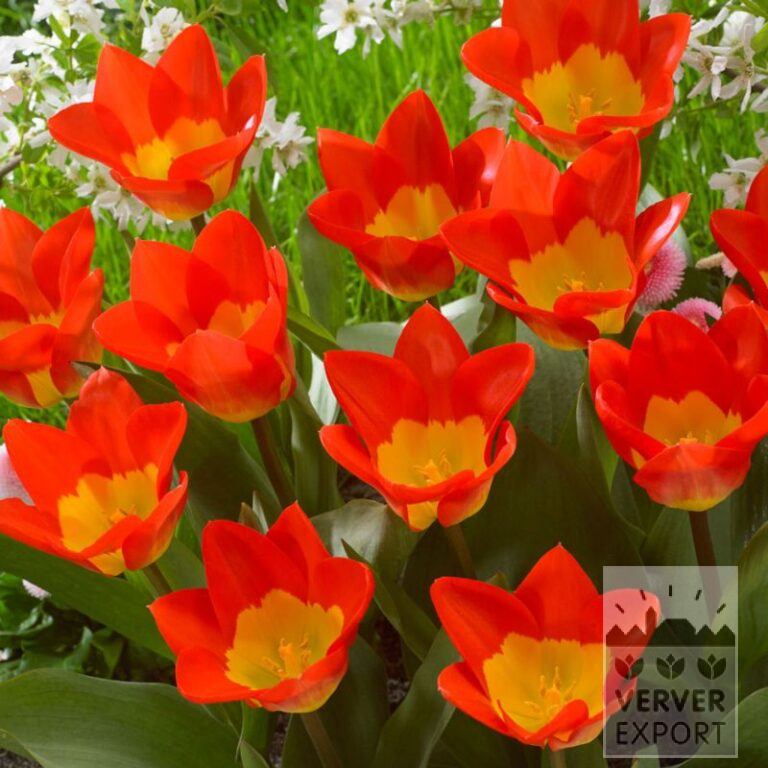 Tulips 'Oracle' (12731)