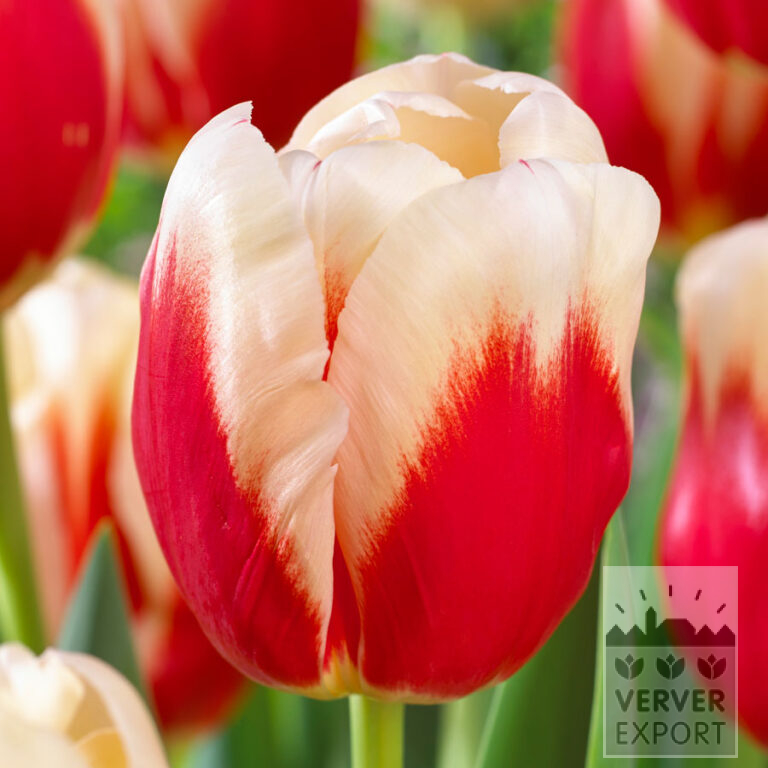 Tulips 'Roman Empire' (12735)