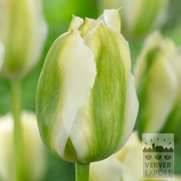 Tulips 'Twilight Princess' (12738)