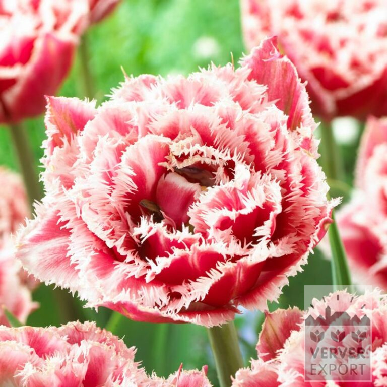 Tulips 'Brest' (12746)