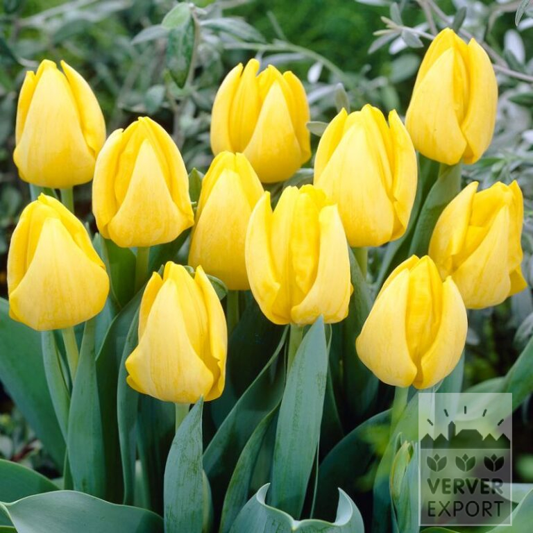 Tulips 'Kikomachi' (12753)
