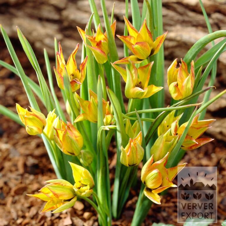 Tulips orphanidea 'Flava' (12756)