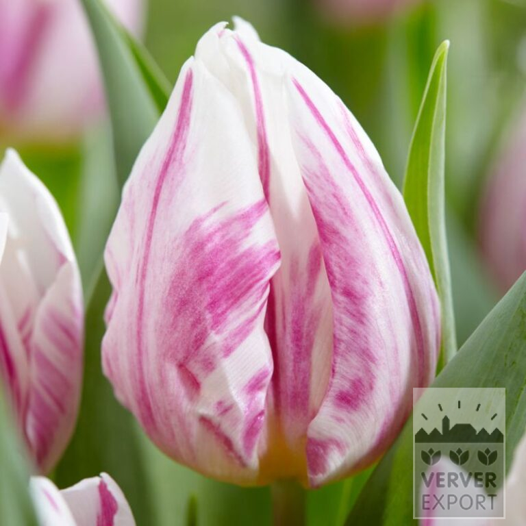 Tulips 'Flaming Prince' (12766)
